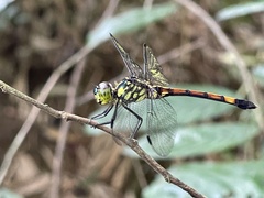 Agrionoptera insignis