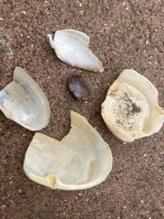 Lutraria lutraria