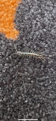 Lithobiomorpha