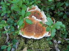Hydnellum aurantiacum
