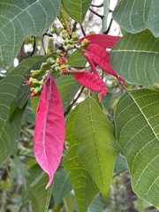 Euphorbia pulcherrima