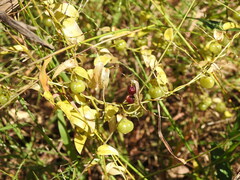 Asparagus asparagoides