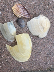 Lutraria lutraria