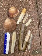 Glycymeris nummaria
