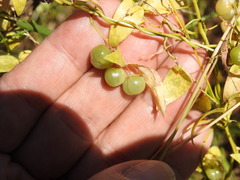 Asparagus asparagoides