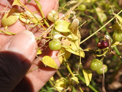Asparagus asparagoides