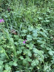Geranium molle