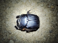 Coprophanaeus corythus