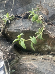 Delosperma lebomboense