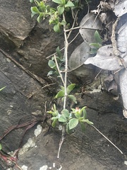 Delosperma lebomboense