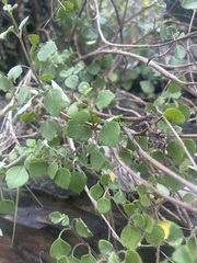 Aeollanthus parvifolius