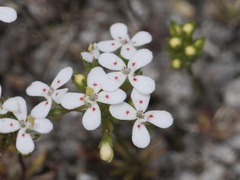 Stylidium guttatum