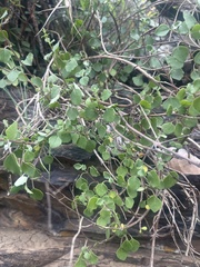 Aeollanthus parvifolius