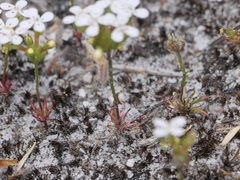 Stylidium guttatum