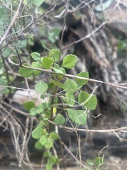 Aeollanthus parvifolius