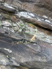 Albuca virens