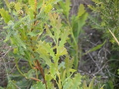 Banksia quercifolia