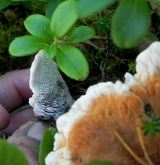 Hydnellum aurantiacum