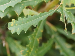 Banksia quercifolia