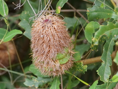 Banksia quercifolia