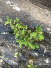 Peperomia leptostachya