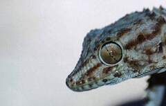 Tarentola deserti