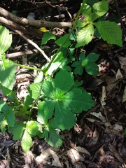 Cyphostemma hypoleucum