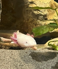 Ambystoma mexicanum