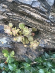 Crassula orbicularis