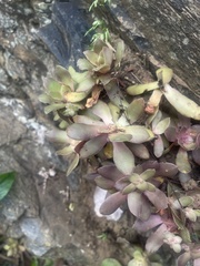 Crassula orbicularis