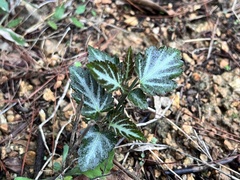 Rubus corchorifolius
