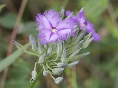 Thysanotus multiflorus