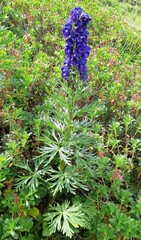 Aconitum napellus
