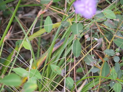 Thysanotus multiflorus