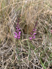 Comesperma polygaloides