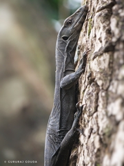 Varanus bengalensis