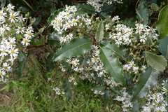 Olearia ilicifolia