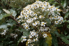 Olearia ilicifolia
