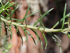 Ozothamnus