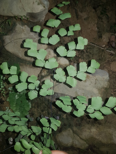 Adiantum tenerum