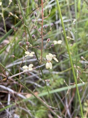 Stylidium angustifolium