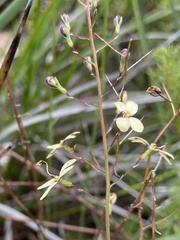Stylidium angustifolium