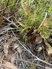 Stylidium angustifolium