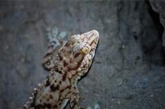 Tarentola deserti