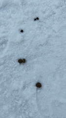 Oryctolagus cuniculus