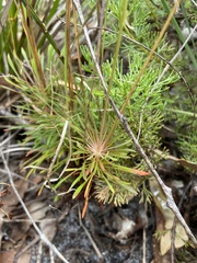 Stylidium angustifolium