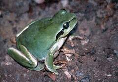 Hyla meridionalis
