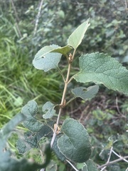 Buddleja dysophylla