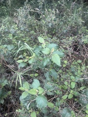 Buddleja dysophylla