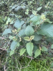 Buddleja dysophylla